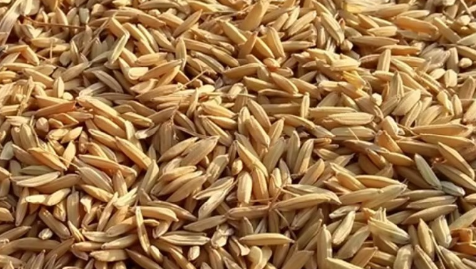 À Quoi Sert la Balle de Riz ?